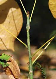 Attēlu rezultāti vaicājumam “Stemonitis herbatica stalked”