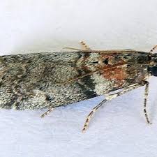 Attēlu rezultāti vaicājumam “Sciota fumella”