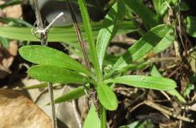 Attēlu rezultāti vaicājumam “Galium schultesii leaf”