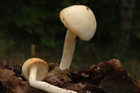 Attēlu rezultāti vaicājumam “Tricholoma album”