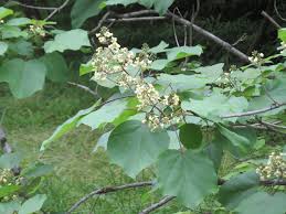 Attēlu rezultāti vaicājumam “Catalpa ovata flower”