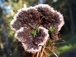 Attēlu rezultāti vaicājumam “Thelephora terrestris”