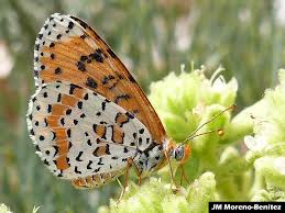 Attēlu rezultāti vaicājumam “Melitaea didyma”