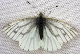 Attēlu rezultāti vaicājumam “Pieris napi female”