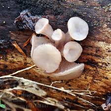 Attēlu rezultāti vaicājumam “Neobulgaria pura”