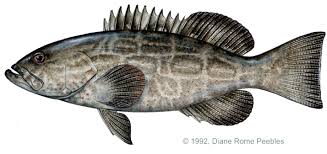 Image result for Mycteroperca bonaci