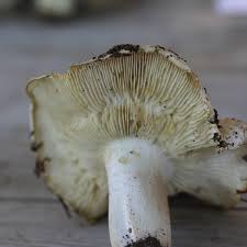 Attēlu rezultāti vaicājumam “Tricholoma album”