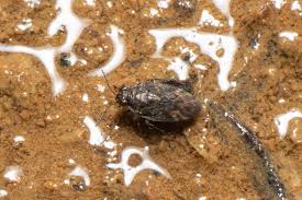 Attēlu rezultāti vaicājumam “Saldula saltatoria”