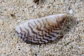 Attēlu rezultāti vaicājumam “Dreissena polymorpha”