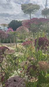 Image result for Daucus carota