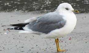 Attēlu rezultāti vaicājumam “Larus canus adult”