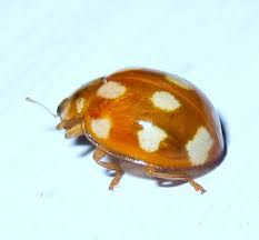 Attēlu rezultāti vaicājumam “Calvia decemguttata”