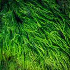 Attēlu rezultāti vaicājumam “Oligia sp.”