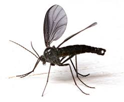 Attēlu rezultāti vaicājumam “Sciaridae”