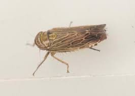 Attēlu rezultāti vaicājumam “Paramesus obtusifrons”