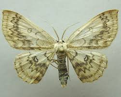 Attēlu rezultāti vaicājumam “Cyclophora annularia”
