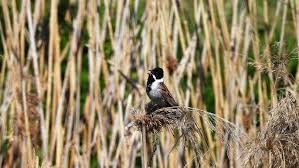 Attēlu rezultāti vaicājumam “Emberiza schoeniclus nest”