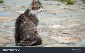 Attēlu rezultāti vaicājumam “Felis silvestris catus adult”