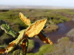Attēlu rezultāti vaicājumam “Ledum palustre leaf”
