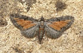 Attēlu rezultāti vaicājumam “Eupithecia icterata”