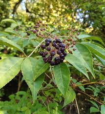 Attēlu rezultāti vaicājumam “Eleutherococcus sessiliflorus”