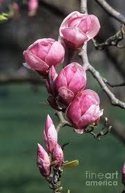 Attēlu rezultāti vaicājumam “Magnolia x soulangeana”