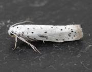 Attēlu rezultāti vaicājumam “Yponomeuta malinellus / cagnagella imago”