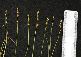 Attēlu rezultāti vaicājumam “Carex disperma”