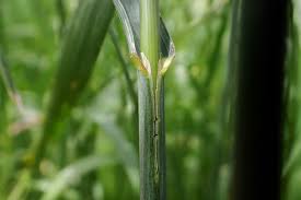 Attēlu rezultāti vaicājumam “Bromopsis inermis fruit”