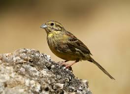 Image result for Emberiza cirlus