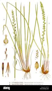 Attēlu rezultāti vaicājumam “Triglochin palustre fruit”