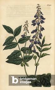 Attēlu rezultāti vaicājumam “Galega orientalis flower”