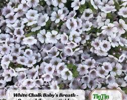 Attēlu rezultāti vaicājumam “Gypsophila fastigiata leaf”