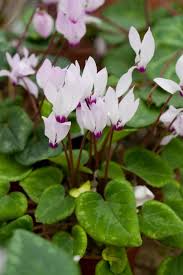 Image result for Cyclamen persicum