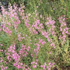 Attēlu rezultāti vaicājumam “Diarsia florida”