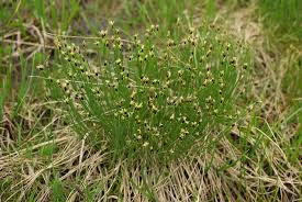 Attēlu rezultāti vaicājumam “Trichophorum cespitosum fruit”