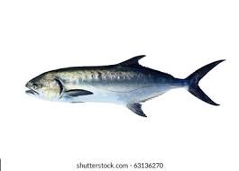 Image result for Lichia amia