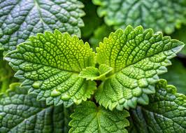 Attēlu rezultāti vaicājumam “Melissa officinalis leaf”