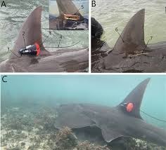 Image result for Rhynchobatus australiae