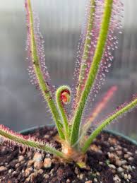 Image result for Drosera