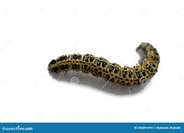 Attēlu rezultāti vaicājumam “Abraxas grossulariata larva”