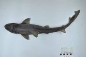 Image result for Mustelus antarcticus