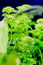 Attēlu rezultāti vaicājumam “Ceratophyllum submersum”