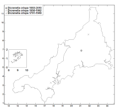 Attēlu rezultāti vaicājumam “Dicranella crispa”