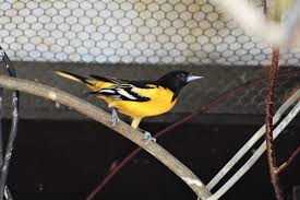 Image result for Icterus galbula