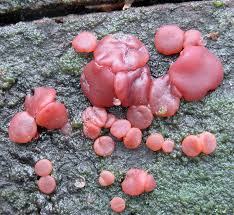 Attēlu rezultāti vaicājumam “Ascocoryne sarcoides”