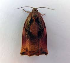 Attēlu rezultāti vaicājumam “Archips podana male”