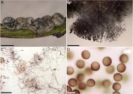 Attēlu rezultāti vaicājumam “Didymium spongiosum spores”