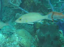 Image result for Lutjanus mahogoni