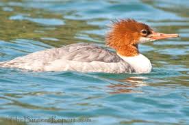 Attēlu rezultāti vaicājumam “Mergus merganser female”